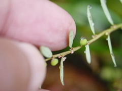 Phyllanthus virgatus