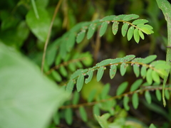 Phyllanthus virgatus