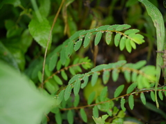 Phyllanthus virgatus
