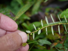 Phyllanthus virgatus