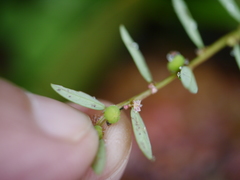 Phyllanthus virgatus