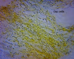 Heimiomyces velutipes