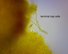 Heimiomyces velutipes