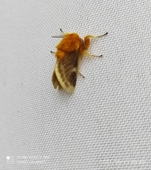Megalopyge lanceolata