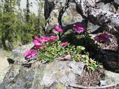 Penstemon rupicola