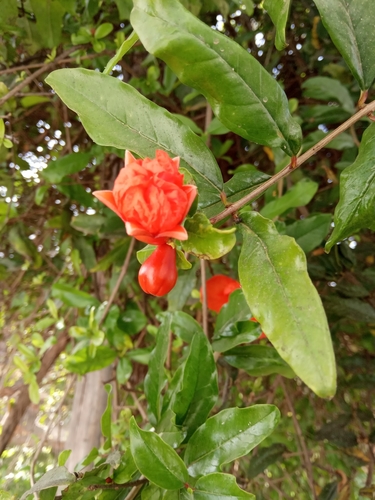 pomegranate