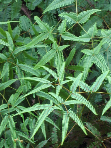 false staghorn fern