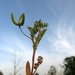 Astragalus asterias - Photo 由 יאיר אור 所上傳的 (c) יאיר אור，保留部份權利CC BY-NC-SA