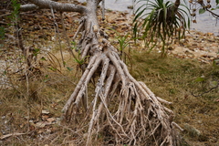 Pandanus odorifer