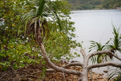 Pandanus odorifer