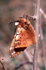 Endromis versicolora