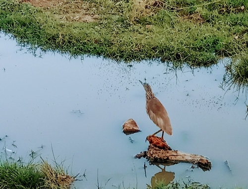 Indian Pond-Heron