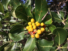 Pittosporum viridiflorum