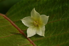 Neoalsomitra clavigera