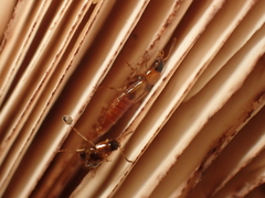 Lordithon trinotatus