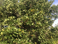 Pittosporum viridiflorum