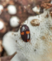 Platydema unicornis