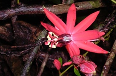 Passiflora miniata