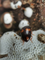 Platydema unicornis
