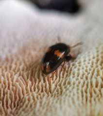 Platydema unicornis