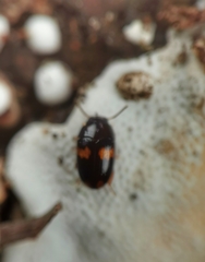 Platydema unicornis