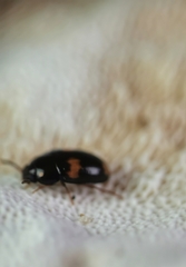 Platydema unicornis