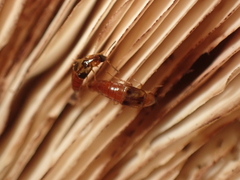 Lordithon trinotatus