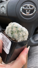 Mammillaria plumosa