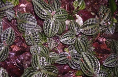 Geogenanthus poeppigii