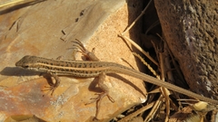 Ophisops elegans ehrenbergii
