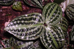 Geogenanthus poeppigii