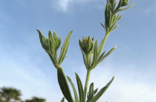 Helianthemum lasiocarpum