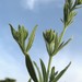 Helianthemum lasiocarpum - Photo (c) יאיר אור, alguns direitos reservados (CC BY-NC-SA), uploaded by יאיר אור