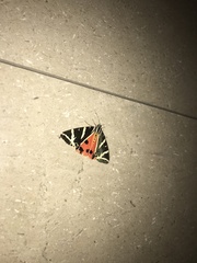 Euplagia quadripunctaria