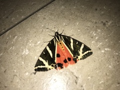 Euplagia quadripunctaria