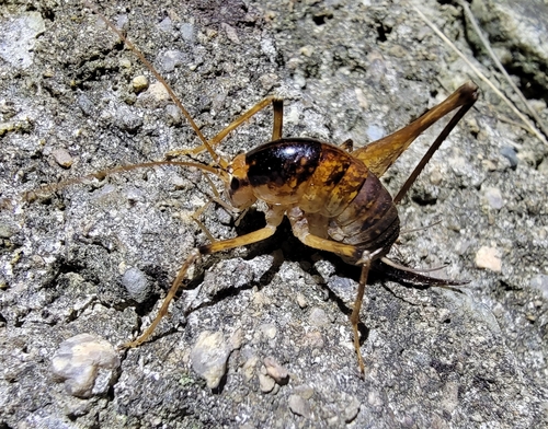 Diestrammena unicolor