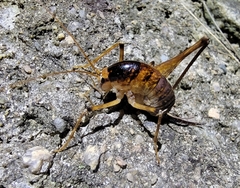 Diestrammena unicolor