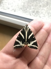 Euplagia quadripunctaria