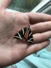 Euplagia quadripunctaria