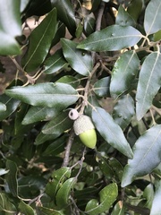 Quercus ilex