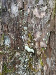 Eublemmistis chlorozonea