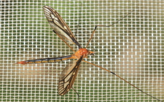 Nephrotoma australasiae