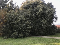 Quercus ilex
