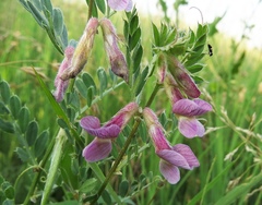 Vicia pannonica