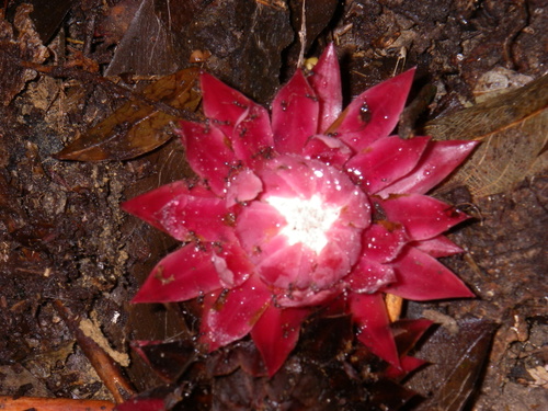 Ground Pineapple