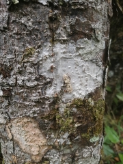 Eublemmistis chlorozonea