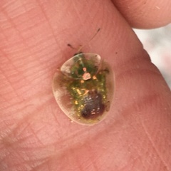 Austropsecadia chlorina