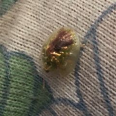 Austropsecadia chlorina