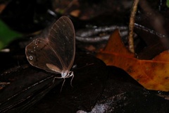 Haetera piera