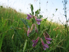 Vicia pannonica
